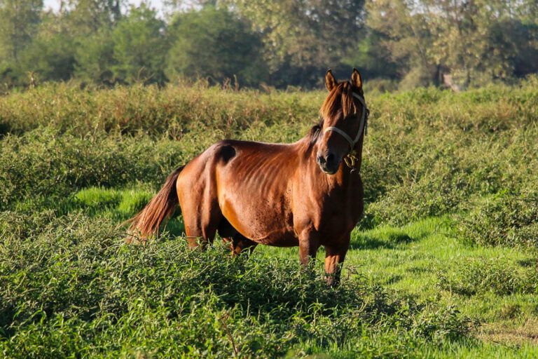 Caspian Horse Breed Profile