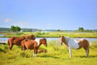 Chincoteague Pony Breed Guide: Characteristics, Health & Nutrition