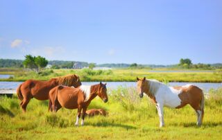 Chincoteague Pony Breed Guide