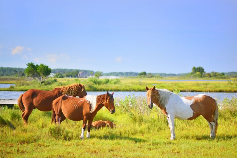 Chincoteague Pony Breed Guide