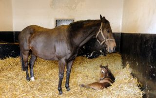 Dystocia in Horses