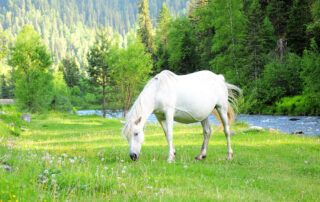 Endometritis in Horses