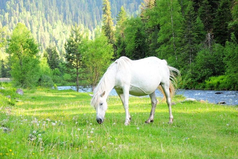 Endometritis in Horses