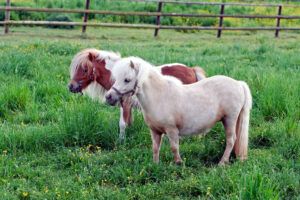 Falabella Horse Breed Guide: Characteristics, Health & Nutrition