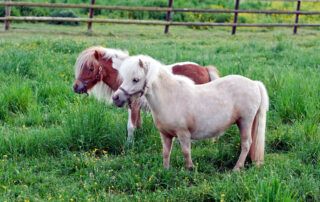 Falabella Horse Breed Profile
