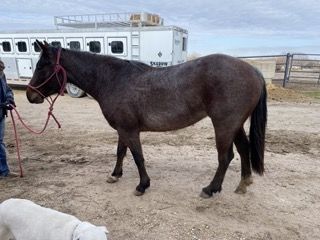 Preston Hickman - Equine Veterinarian