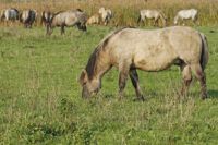 Konik Horse Breed Guide: Characteristics, Health & Nutrition