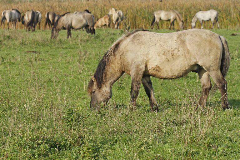 Konik Horse Breed Profile