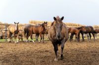 Mare Reproductive Loss Syndrome: Signs, Causes & Treatment