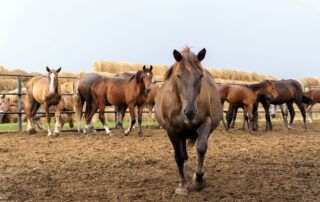 Mare Reproductive Loss Syndrome