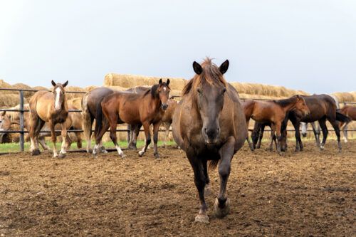 Mare Reproductive Loss Syndrome