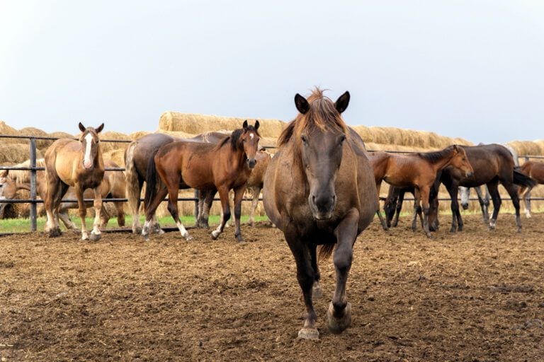 Mare Reproductive Loss Syndrome