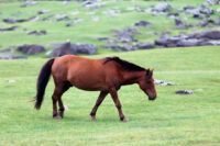 Mongolian Horse Breed Guide: Characteristics, Health & Nutrition