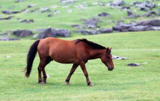 Mongolian Horse Breed Profile