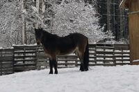 Newfoundland Pony Breed Guide: Characteristics, Health & Nutrition