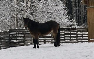 Newfoundland Pony Breed Profile