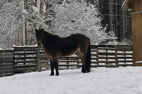 Newfoundland Pony Breed Profile