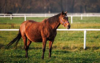 Placentitis in Mares