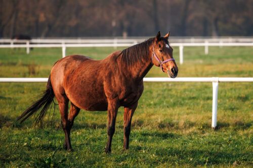 Placentitis in Mares