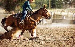 Selenium and Vitamin E for Horses