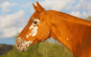 Vitiligo in Horses