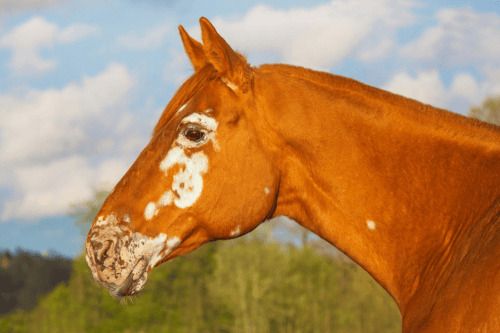 Vitiligo in Horses