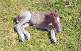 equine-condition-lavender-foal-syndrome