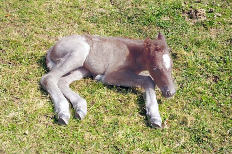 equine-condition-lavender-foal-syndrome
