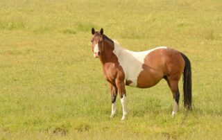 signs-of-foaling-in-horses