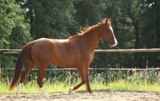 Anglo-Arabian Horse Breed Guide