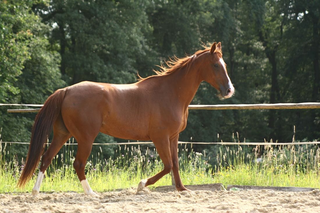 Anglo Arabian Horse Breed Guide Characteristics Health Nutrition 