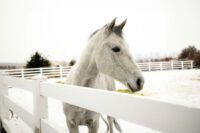 Appendix Horse Breed Guide: Characteristics, Health & Nutrition