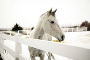 Appendix Horse Breed Guide: Characteristics, Health & Nutrition
