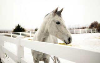 Appendix Horse Breed Guide