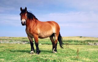 Ardennes Horse Breed Profile