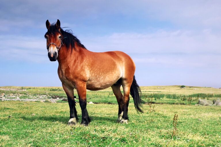 Ardennes Horse Breed Profile