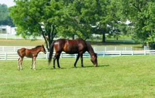 Artificial Insemination in Horses