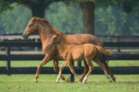 Assisted Reproductive Technologies for Horses: Breeding Techniques