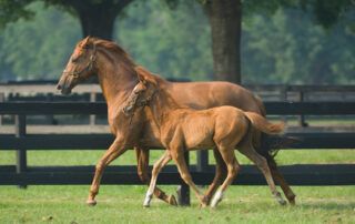 Assisted Reproductive Technologies for Horses