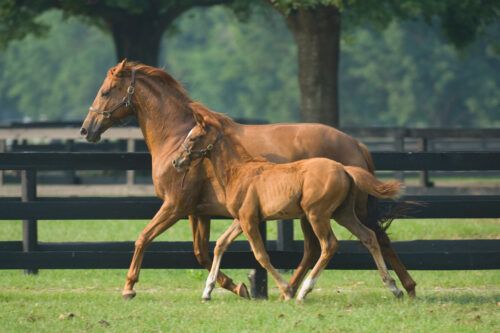 Assisted Reproductive Technologies for Horses