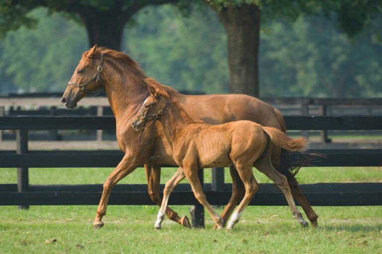 Assisted Reproductive Technologies for Horses