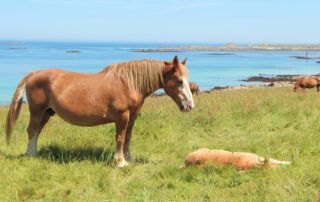 Breton Horse Breed Guide