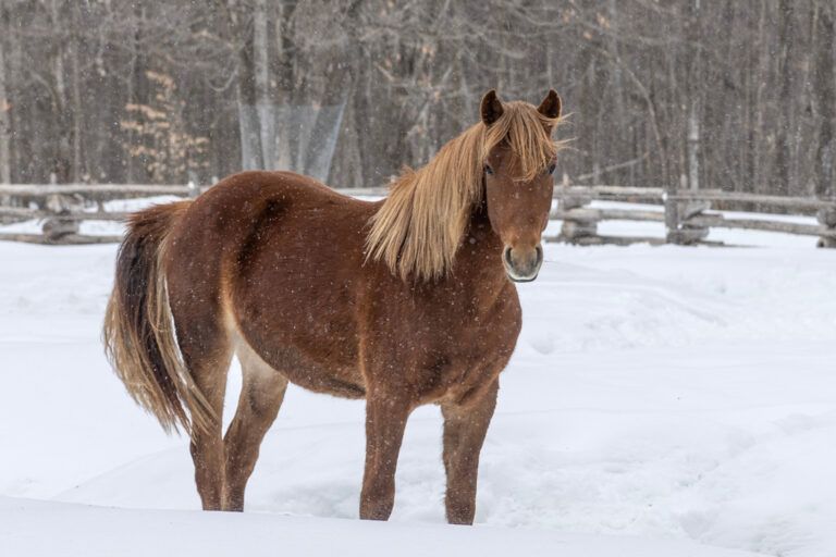 Canadian Horse Breed Profile