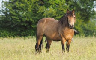 Connemara Pony Breed Profile