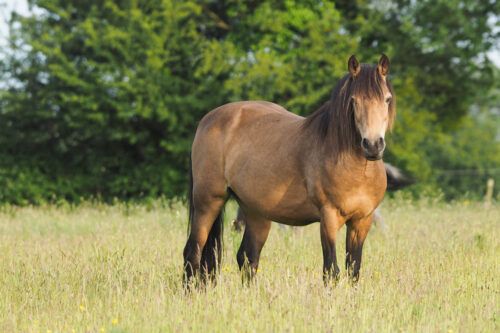 Connemara Pony Breed Profile