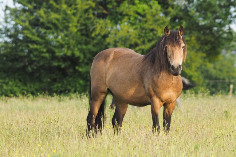Connemara Pony Breed Profile