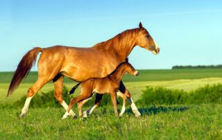 Embryo Transfer in Horses