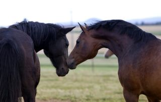 Equine Viral Arteritis in Horses