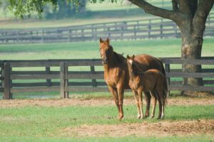 Estrus Manipulation in Horses: Managing the Mare’s Reproductive Cycle