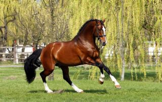 Feeding and Management of Stallions